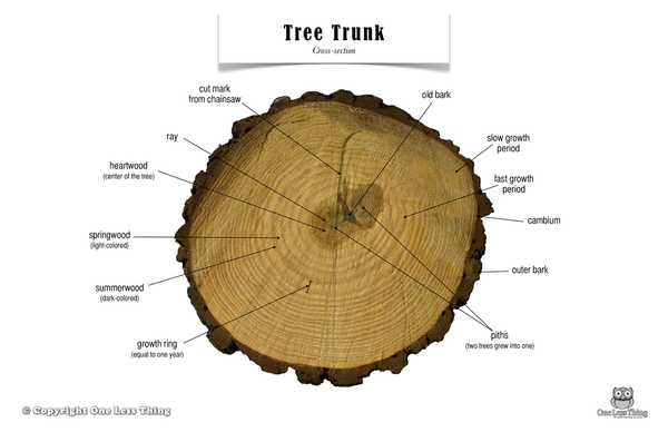 Tree Trunk Anatomy  Poster