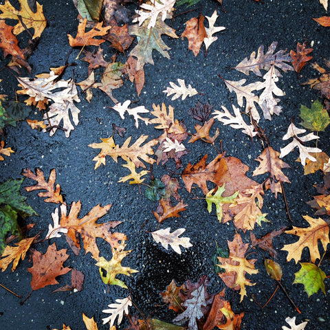 fallen leaves - inspiration