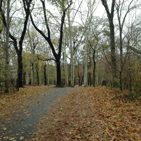 wooded trail