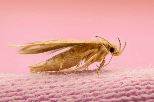 Prevent Moth Damage with the best carpet cleaners in Toronto