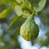 Bergamot Rituals