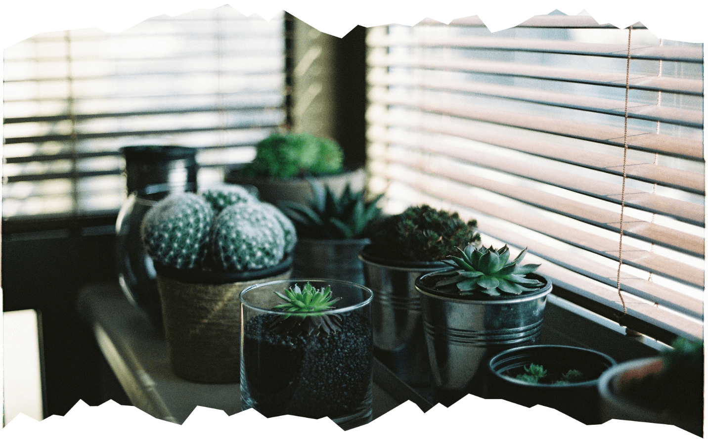 window plants