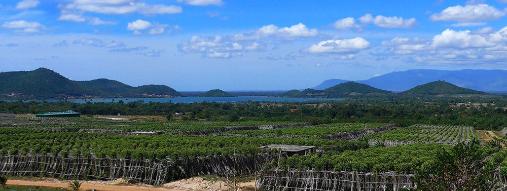 Cambodian pepper farm in Kampot province.