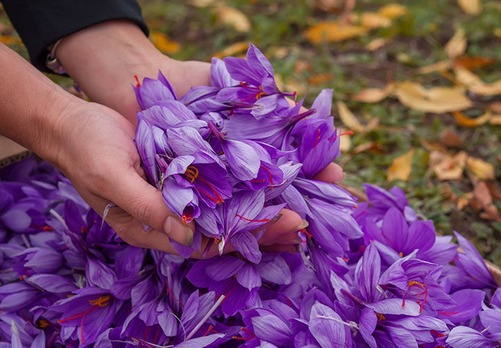 Farmer holds a pile of freshly picked purple saffron flowers with red stigmas sticking out.