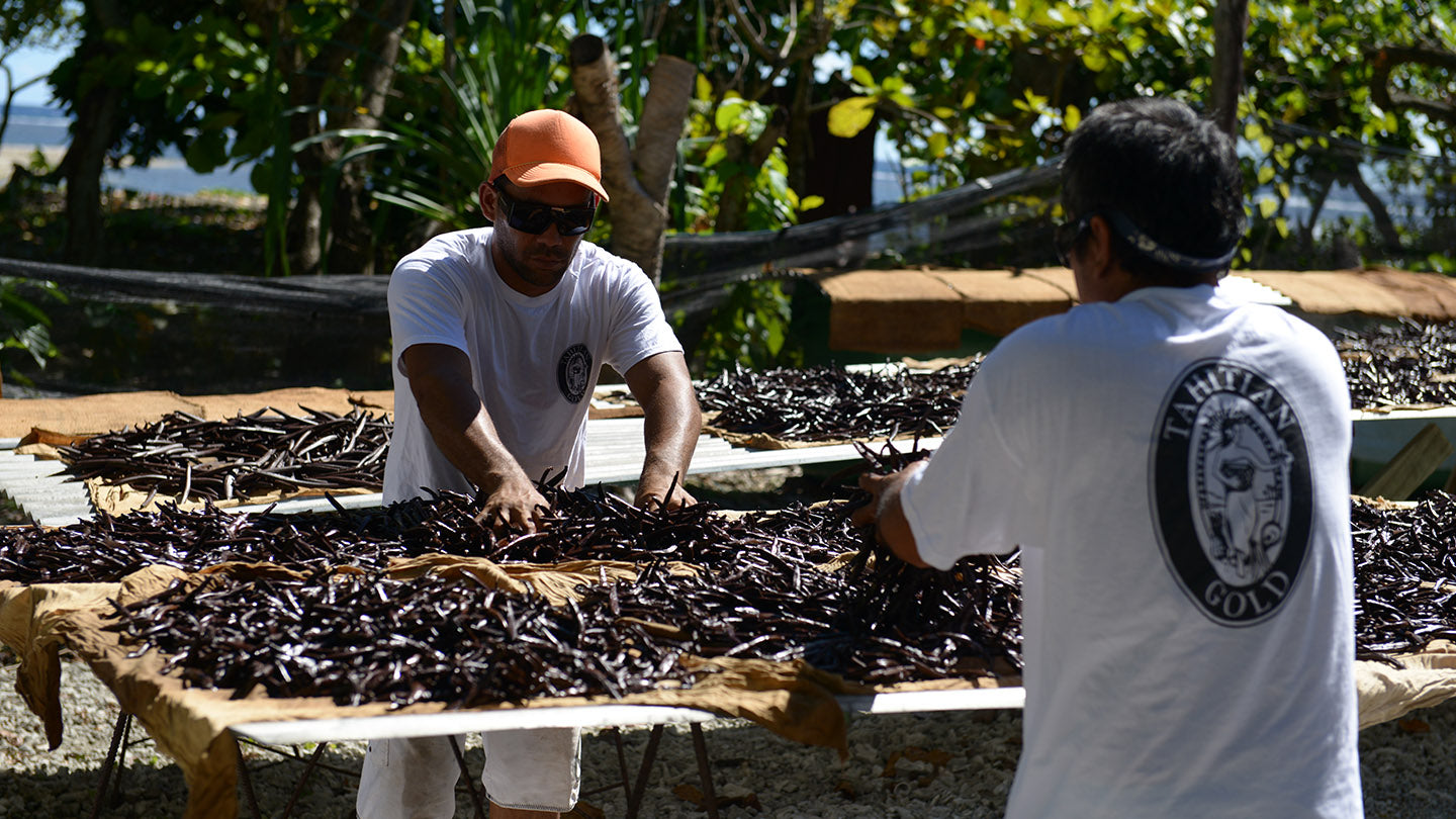 Tahitian vanilla beans curing in the tropical sun.