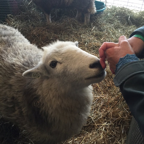 Herdwick sheep Hayllie