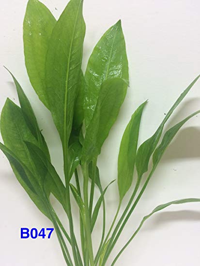 Healthy Live Aquatic Bundle Plant Echinodorus bleheri B047 