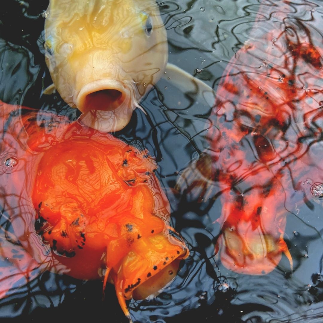 cheap koi fish