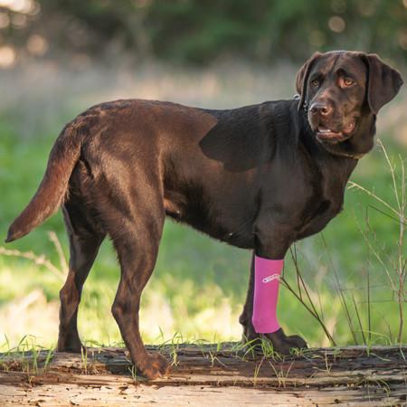 compression bandage for dogs