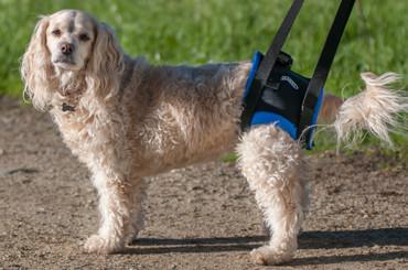 walkabout dog leash