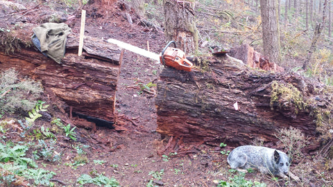 chainsawing a path through old growth Douglas fir