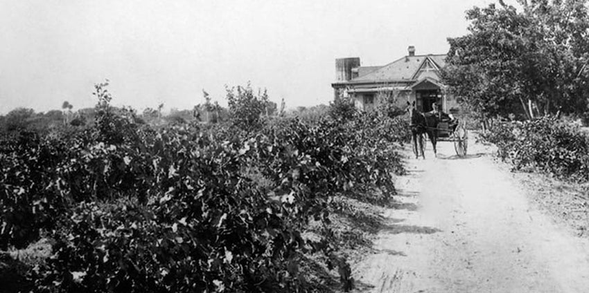 mexican wine history