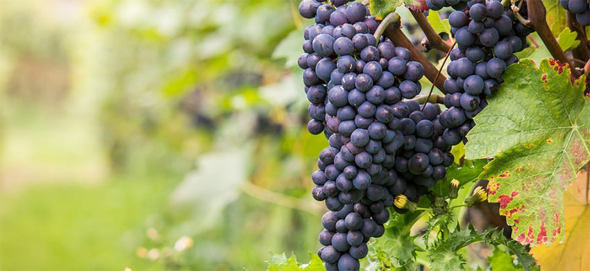 grape varieties allowed in burgundy wine