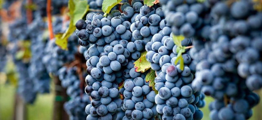 sangiovese grosso is the special brunello grape variety