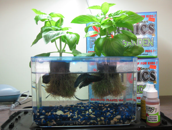fish tank hydroponic system MEMEs
