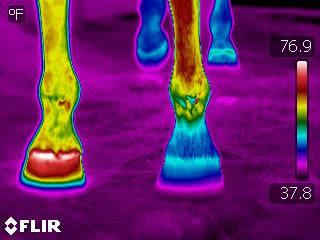 Thermal image of horse hooves