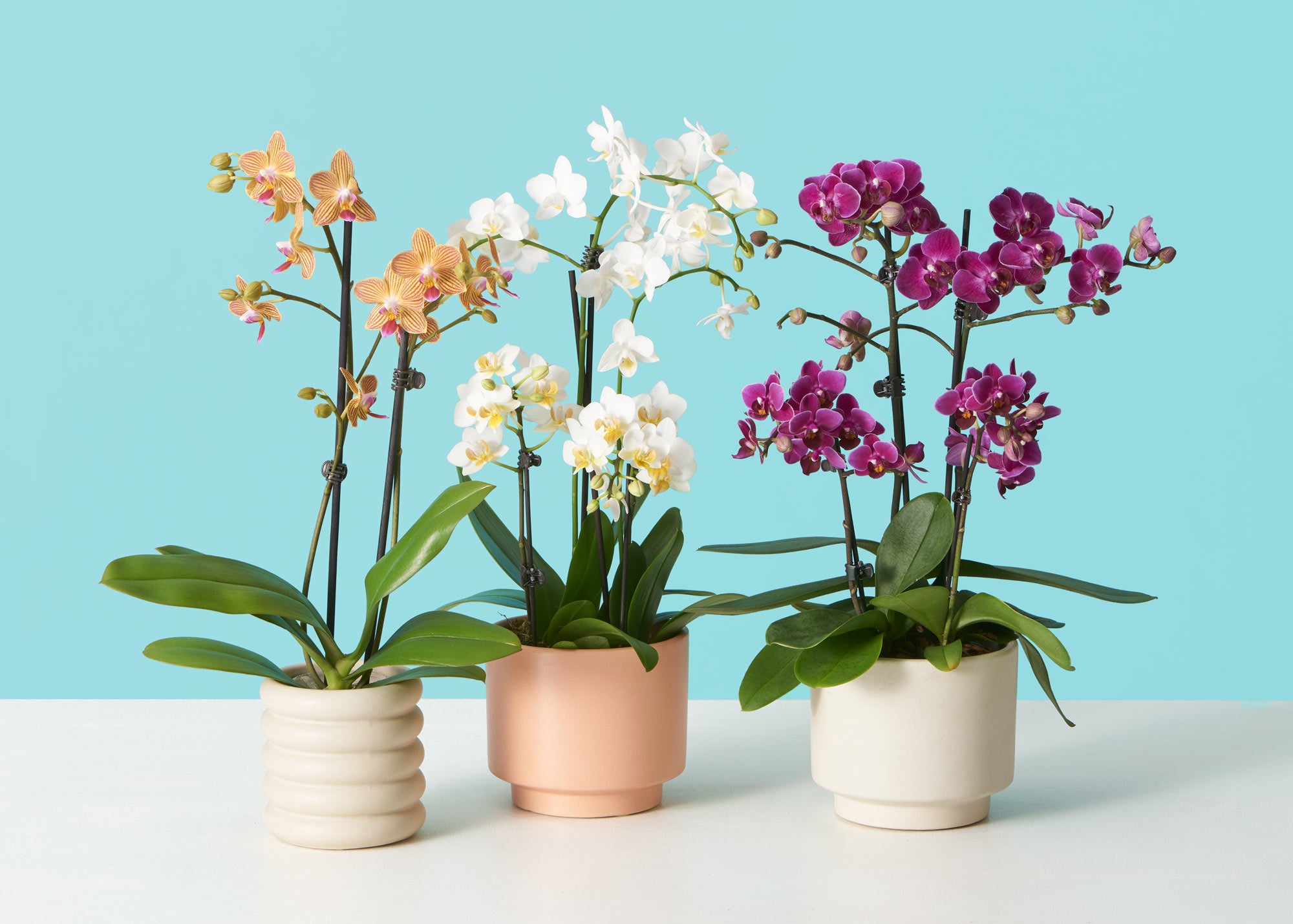 The Sill   Learn how to care for Phalaenopsis orchids