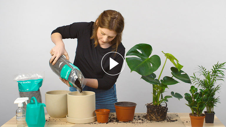 No green thumb required