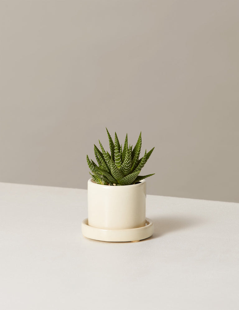 Haworthia Zebra
