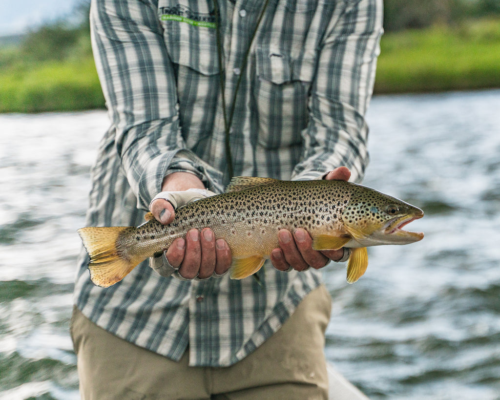 Madison Brown Trout