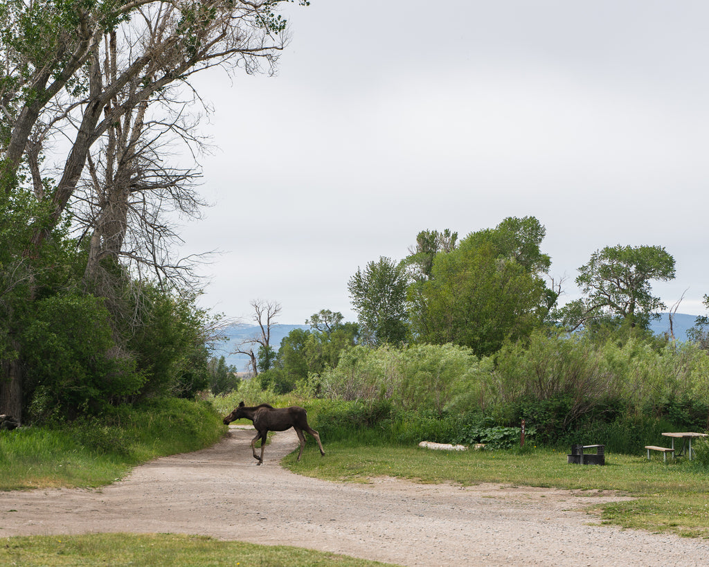 Moose on the Madison