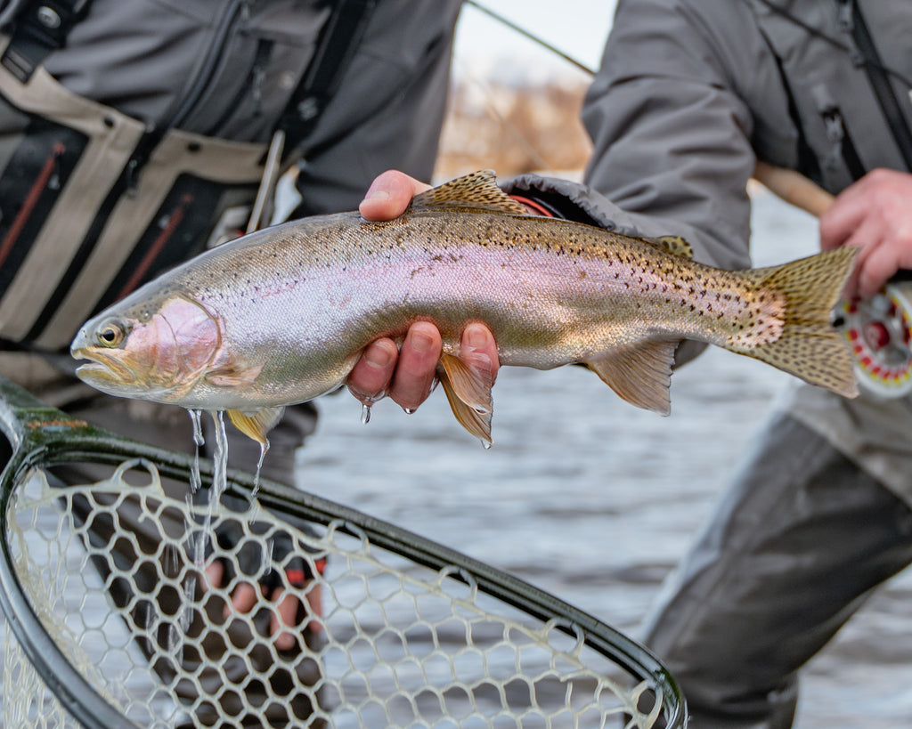 Rainbow Trout Madison River