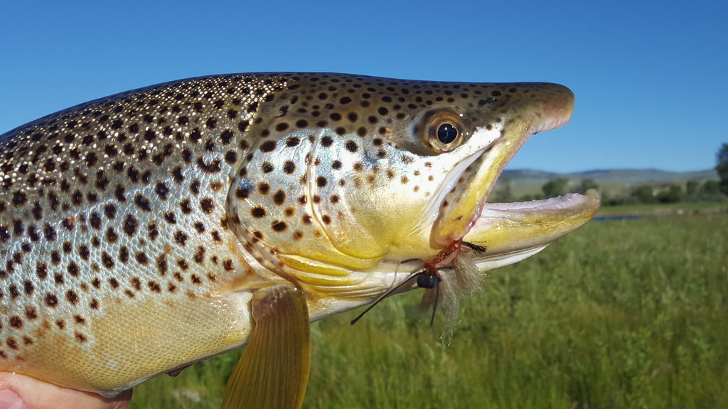 Big Brown on Salmonfly