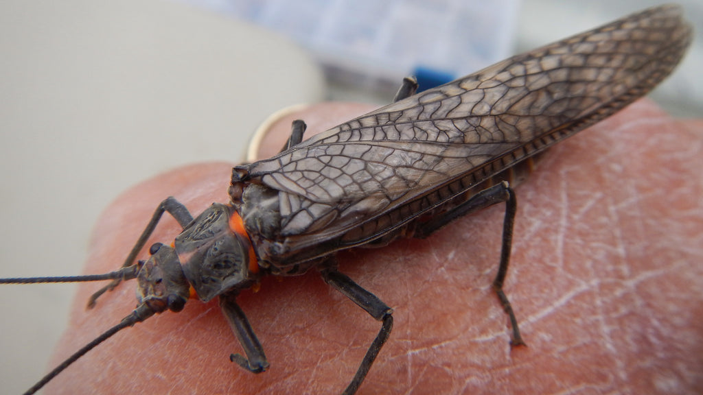 Salmonfly Closeup