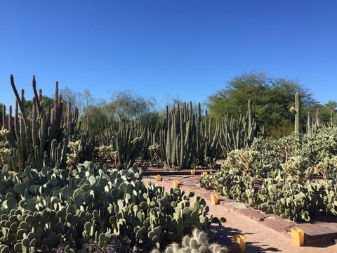 Desert Botanical Garden in Phoenix, Arizona