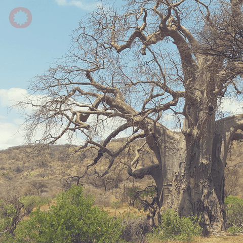 baobab tree powbab