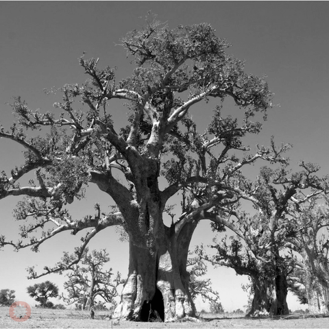 powbab baobab tree