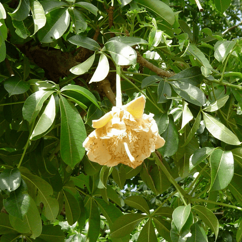 powbab baobab flower blossom