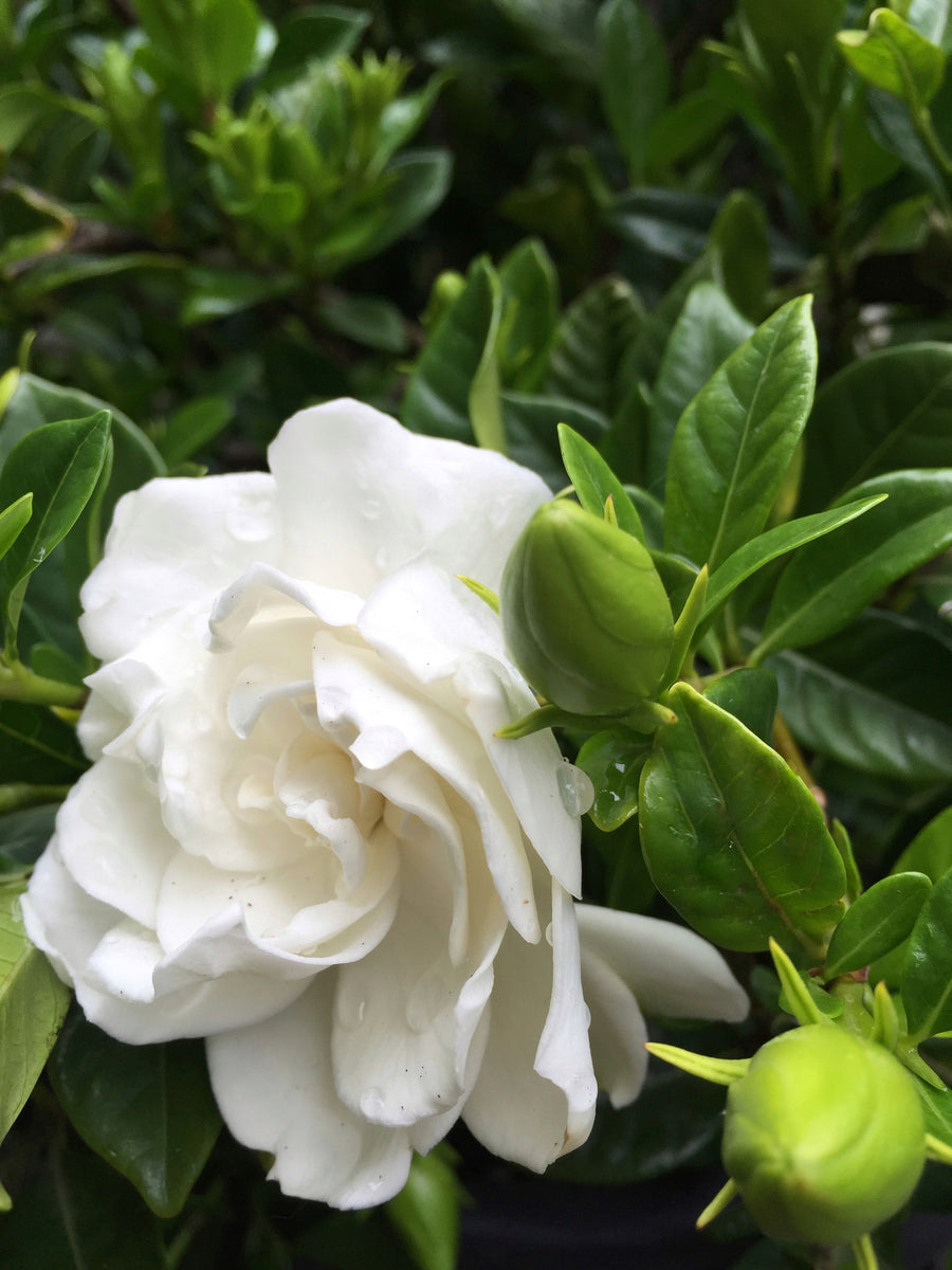 Gardenias – Fitzroy Nursery