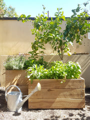 Australian Native White Cypress Pine Planters