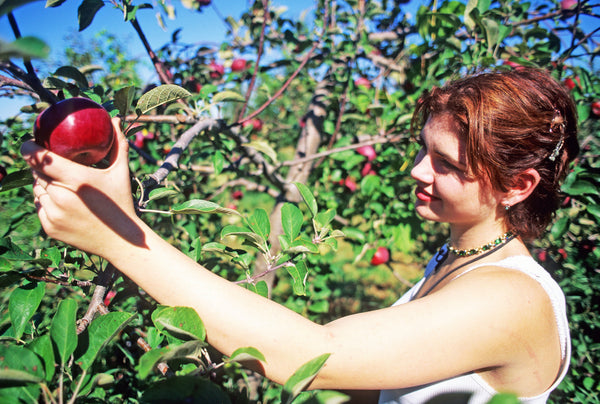 Apple Picking is Good for Your Health