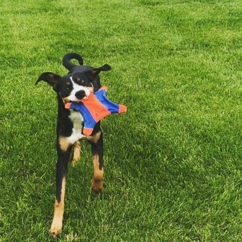 flying squirrel dog toy