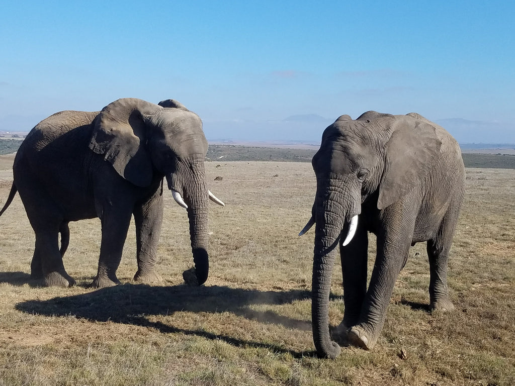 Terez South Africa Elephants