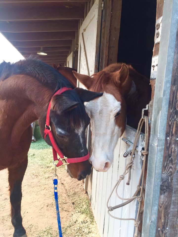 Horses making new friends at the evacuation center in Santa Barbara