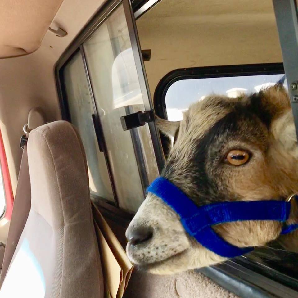 jacob the Ojai goat being evacuated during Thomas Fire