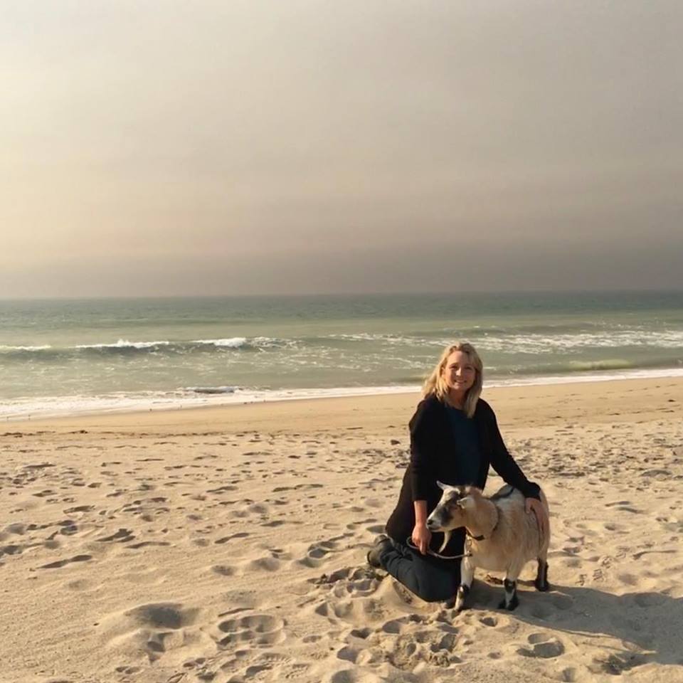 Jacob the Ojai goat made it to the beach during the Thomas Fire after escaping the flames with dav footwear co-founder Kerri Sengstaken