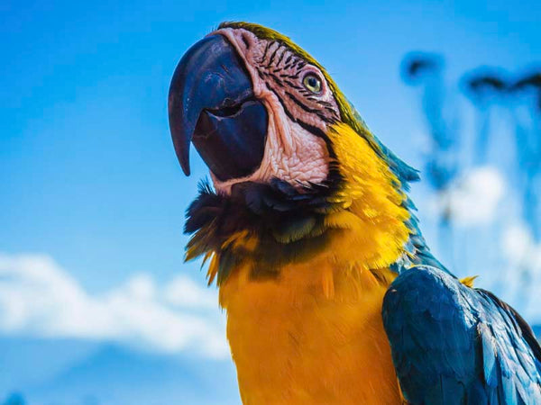 Psychology of Colour - Yellow Parrot