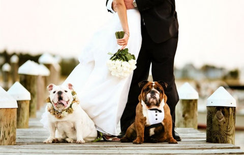 Dogs all dressed up for the wedding in tux and flowers