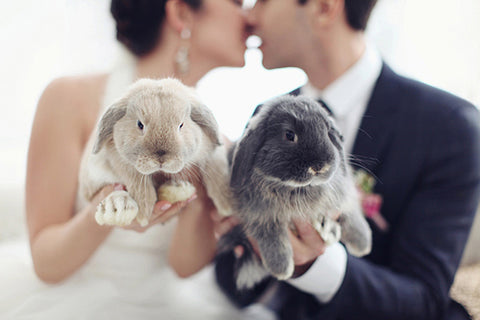 Bunnies at wedding