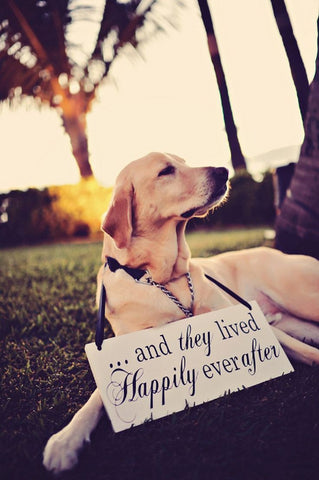 and they lived happily ever after with dog at wedding