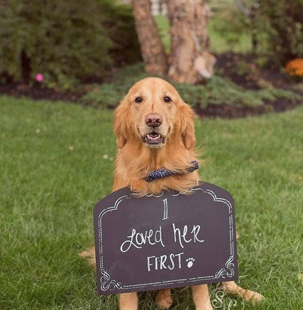 I loved her first Dog at wedding