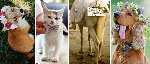 Fox, cat, horse and dog in wedding celebration