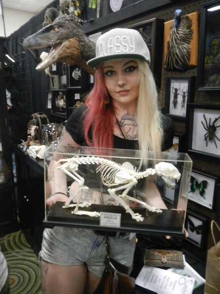 Customer with cat skeleton