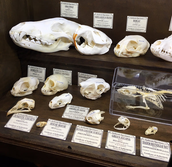 An array of animal skull