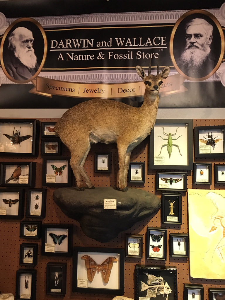 Klipspringer taxidermy