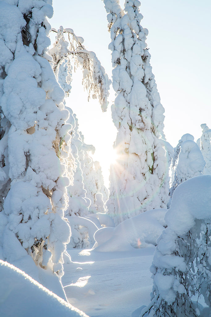 FINLAND FOREST WINTER